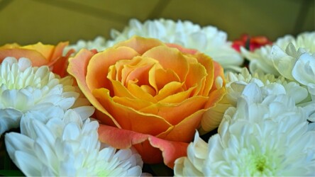 Pulmad Haapsalus svg+xml,%3Csvg%20xmlns%3D%22http%3A%2F%2Fwww.w3 - Pulmad Haapsalus